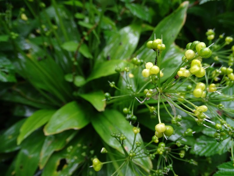 Allium ursinum, photographed by Zeke Marshall