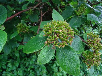 Viburnum lantana, photographed by Zeke Marshall