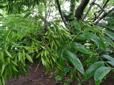 Fraxinus excelsior, photographed by Zeke Marshall