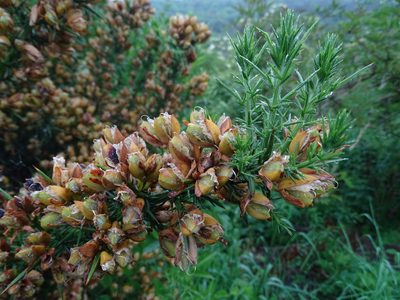 Ulex europaeus, photographed by Zeke Marshall