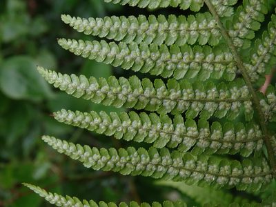 Dryopteris filix-mas, photographed by Zeke Marshall