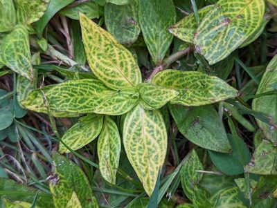 Diodia virginiana, photographed by Alison Northup