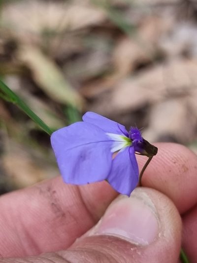 Lobelia andrewsii, photographed by Richard Dimon