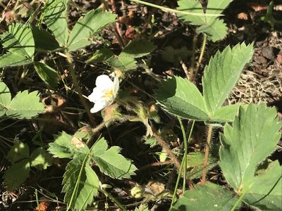 Fragaria cascadensis, photographed by Aaron Liston