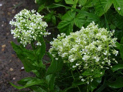 Lepidium draba, photographed by Zeke Marshall