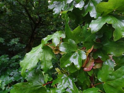Acer campestre, photographed by Zeke Marshall