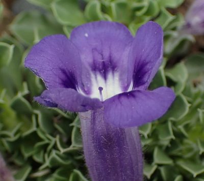 Aptosimum indivisum, photographed by Nicola van Berkel