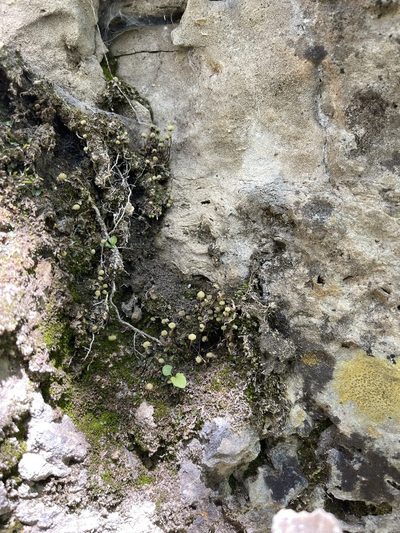Mannia triandra, photographed by Brandon Corder