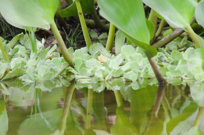 Pistia stratiotes, photographed by Fernando Sessegolo