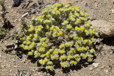 Eriophyllum pringlei, photographed by Ken-ichi Ueda