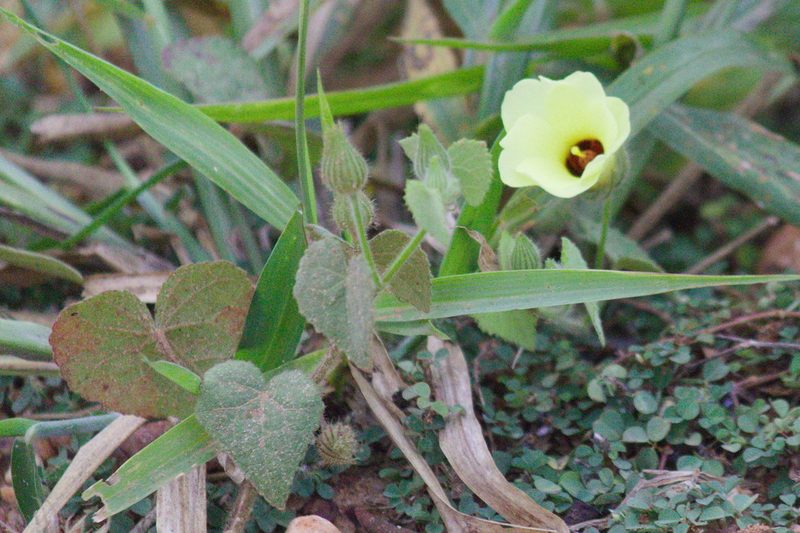 Pavonia cancellata, photographed by Fernando Sessegolo