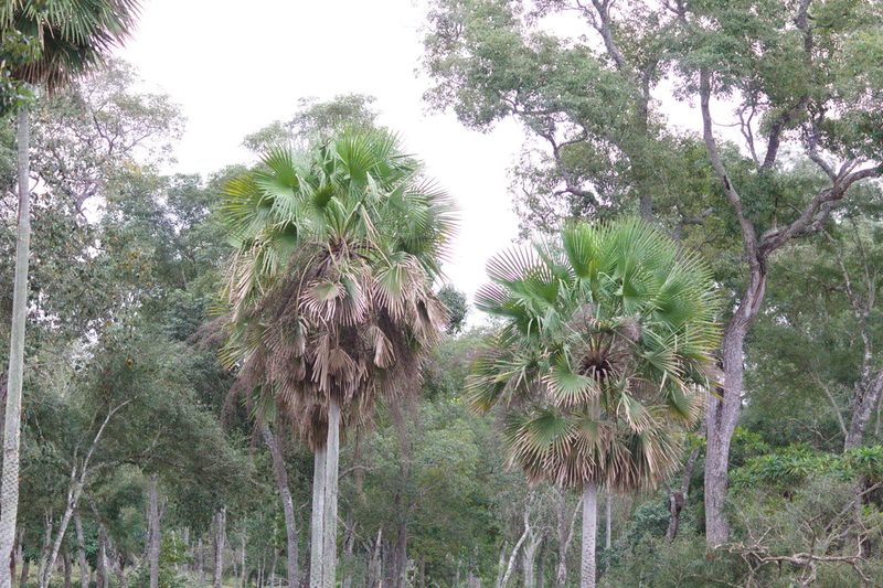 Copernicia alba, photographed by Fernando Sessegolo
