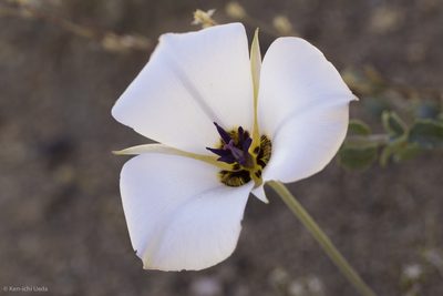 Calochortus invenustus, photographed by Ken-ichi Ueda