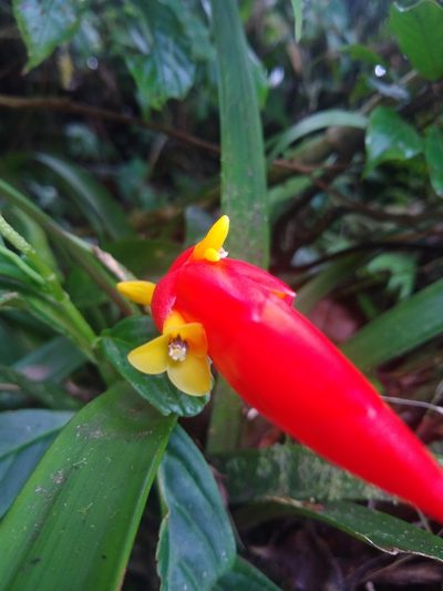 Guzmania nicaraguensis, photographed by Leo Arias