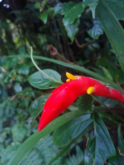 Guzmania nicaraguensis, photographed by Leo Arias
