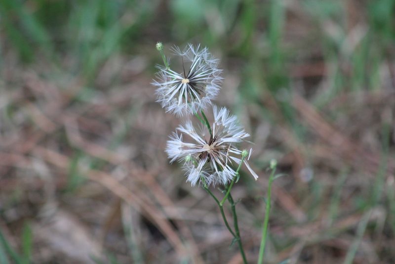 Hypochaeris chillensis, photographed by Sawyer Baran