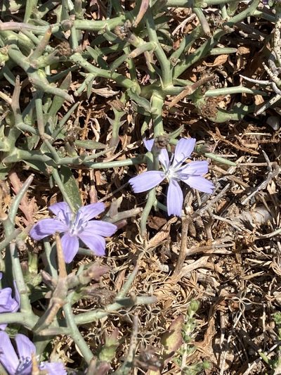 Cichorium spinosum, photographed by helen1688