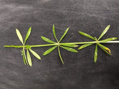 Galium aparine, photographed by Michel Langeveld