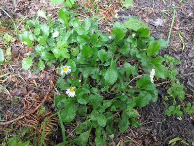 Bellis perennis, photographed by Michel Langeveld