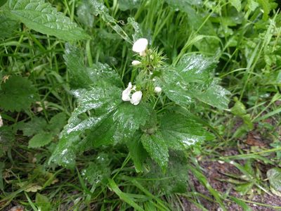 Lamium album, photographed by Michel Langeveld