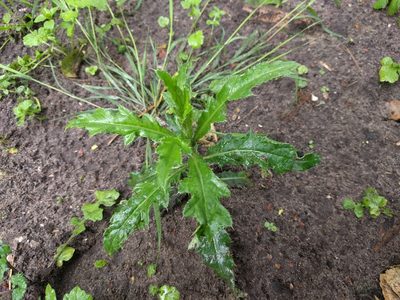 Cirsium arvense, photographed by Michel Langeveld