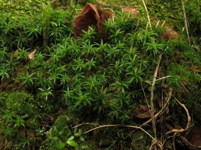 Pogonatum aloides, photographed by José Luis Camaño