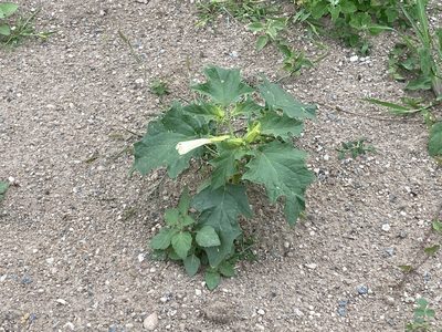 Datura stramonium, photographed by Yann Kemper