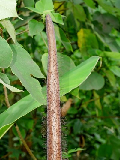 Amorphophallus hirtus, photographed by Jacy Chen