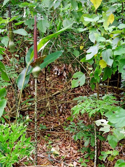 Amorphophallus hirtus, photographed by Jacy Chen