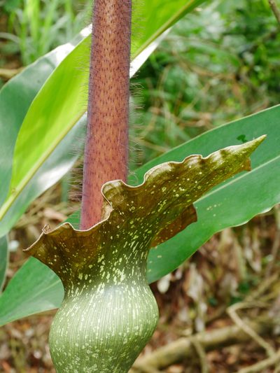 Amorphophallus hirtus, photographed by Jacy Chen