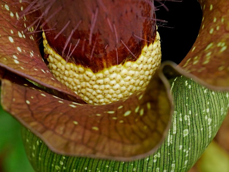 Amorphophallus hirtus, photographed by Jacy Chen