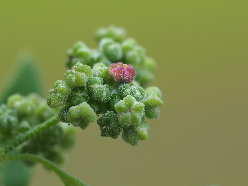 Chenopodium ficifolium, photographed by 葉子