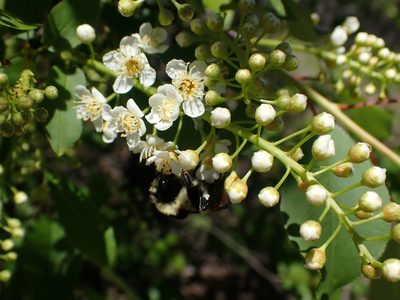 Prunus virginiana, photographed by Mary Krieger