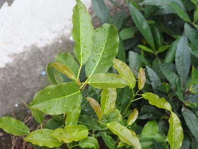 Ficus subpisocarpa, photographed by 葉子