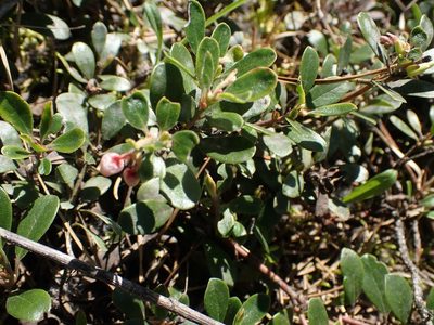 Arctostaphylos uva-ursi, photographed by Mary Krieger