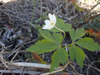 Anemone quinquefolia, photographed by Mary Krieger