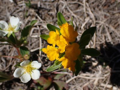 Lithospermum canescens, photographed by Mary Krieger