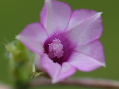 Ipomoea triloba, photographed by 葉子