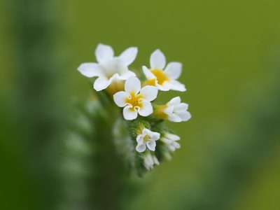 Euploca procumbens, photographed by 葉子