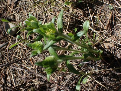 Lithospermum canescens, photographed by Mary Krieger