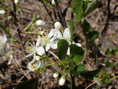 Prunus pumila, photographed by Mary Krieger