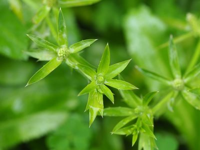 Eryngium foetidum, photographed by 葉子