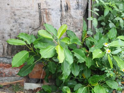 Ficus subpisocarpa, photographed by 葉子