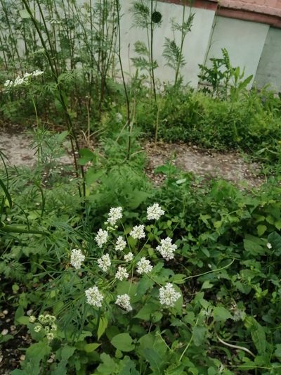 Chaerophyllum prescottii, photographed by Michael Kozlov