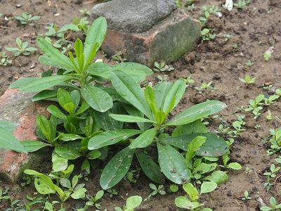 Talinum fruticosum, photographed by 葉子
