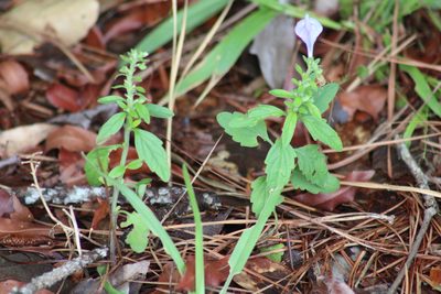 Scutellaria elliptica, photographed by Sawyer Baran