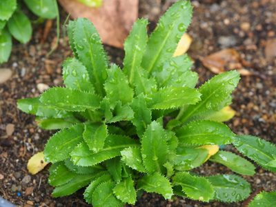 Eryngium foetidum, photographed by 葉子