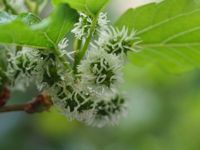 Morus indica, photographed by 葉子