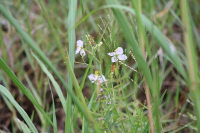 Rhexia mariana, photographed by Sawyer Baran