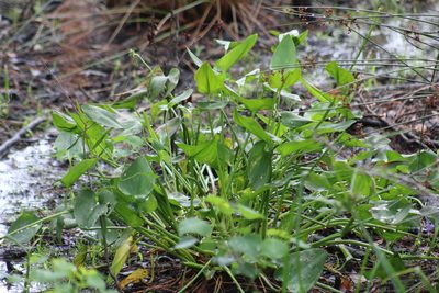 Pontederia cordata, photographed by Sawyer Baran